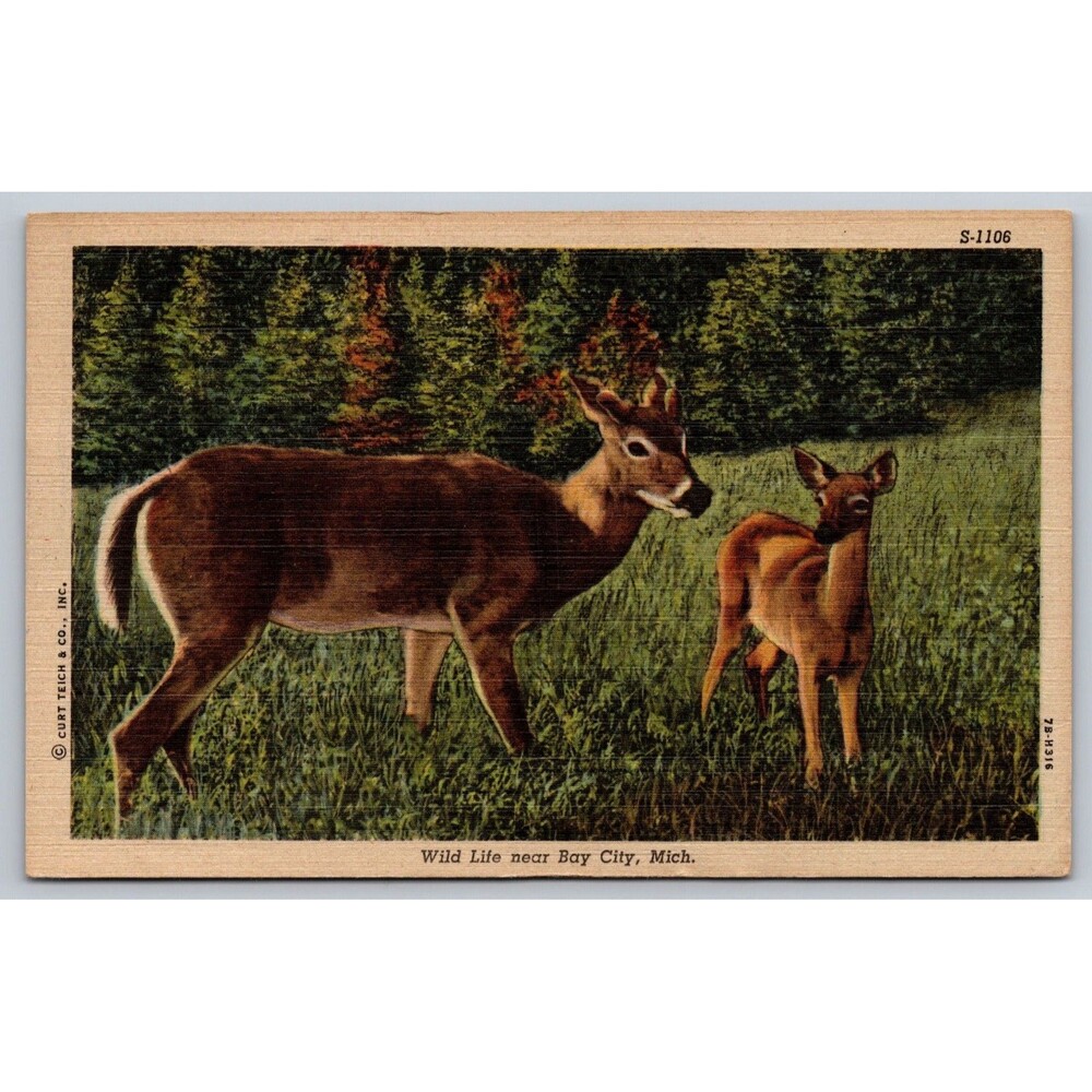 Vintage 1951 Michigan Linen Postcard Wild Life near Bay City Curt Teich Art